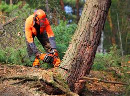 Trusted Fort Bragg, CA Tree Care Services Experts