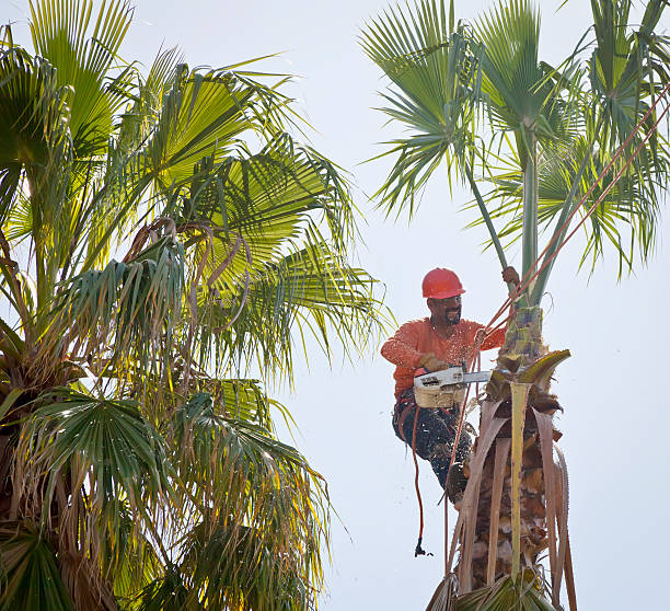 How Our Tree Care Process Works  in  Fort Bragg, CA